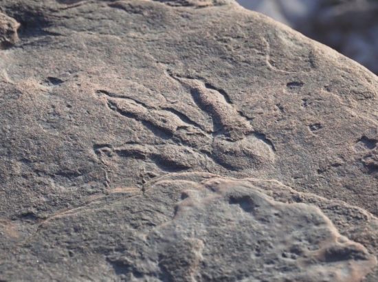 4-year-old girl walking on beach discovers uk's most perfectly preserved dinosaur footprint. 1 screenshot 11