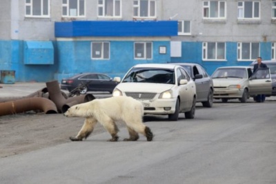 starving polar bear photographed in norilsk russia 2019 550x367