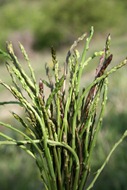 Asparagus plants growing in the wild