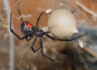 Black widow spider spinning its web