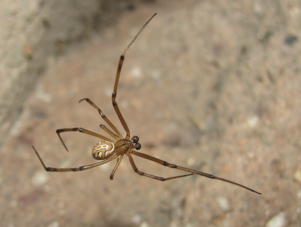 Black widow spider Latrodectus Hesperus male dorsal side