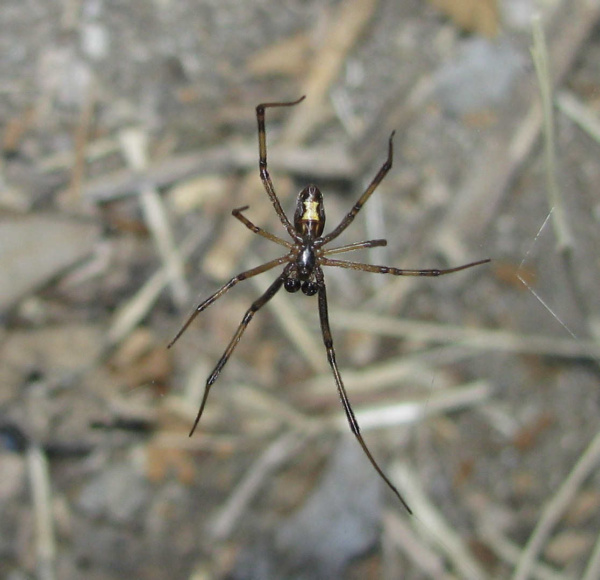 Black widow spider Latrodectus hesperus, male, ventral view