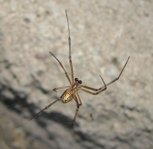 Black widow spider Latrodectus Hesperus male ventral view