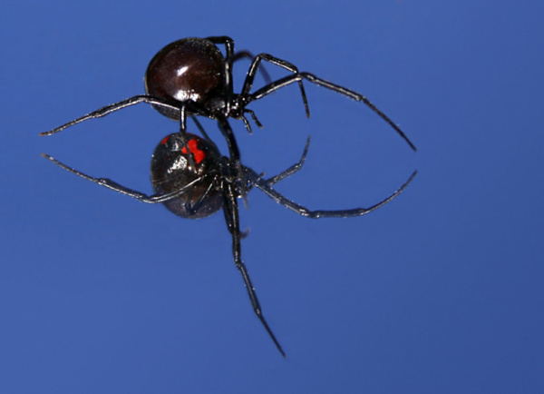 Black widow spider (Latrodectus mactans)