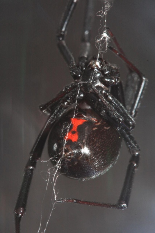 Black widow spider spinning its web