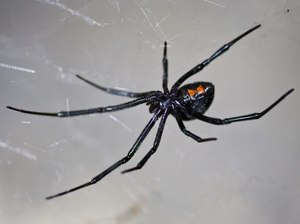 Black widow spider underside showing orange red hourglass marking