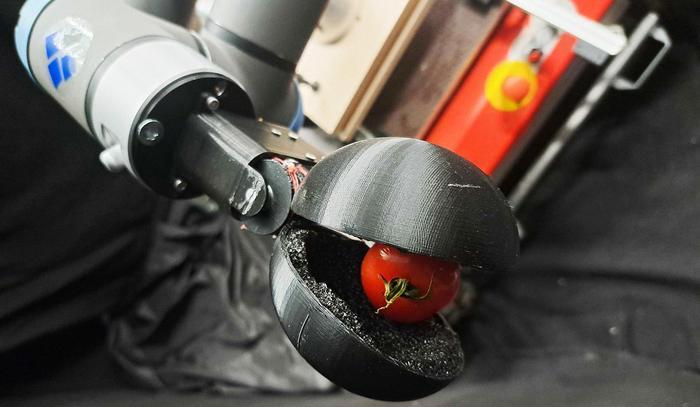 Researchers used chat-gpt to design a tomato-picking robot. 1 Chat-GTP-designed robot holding a tomato