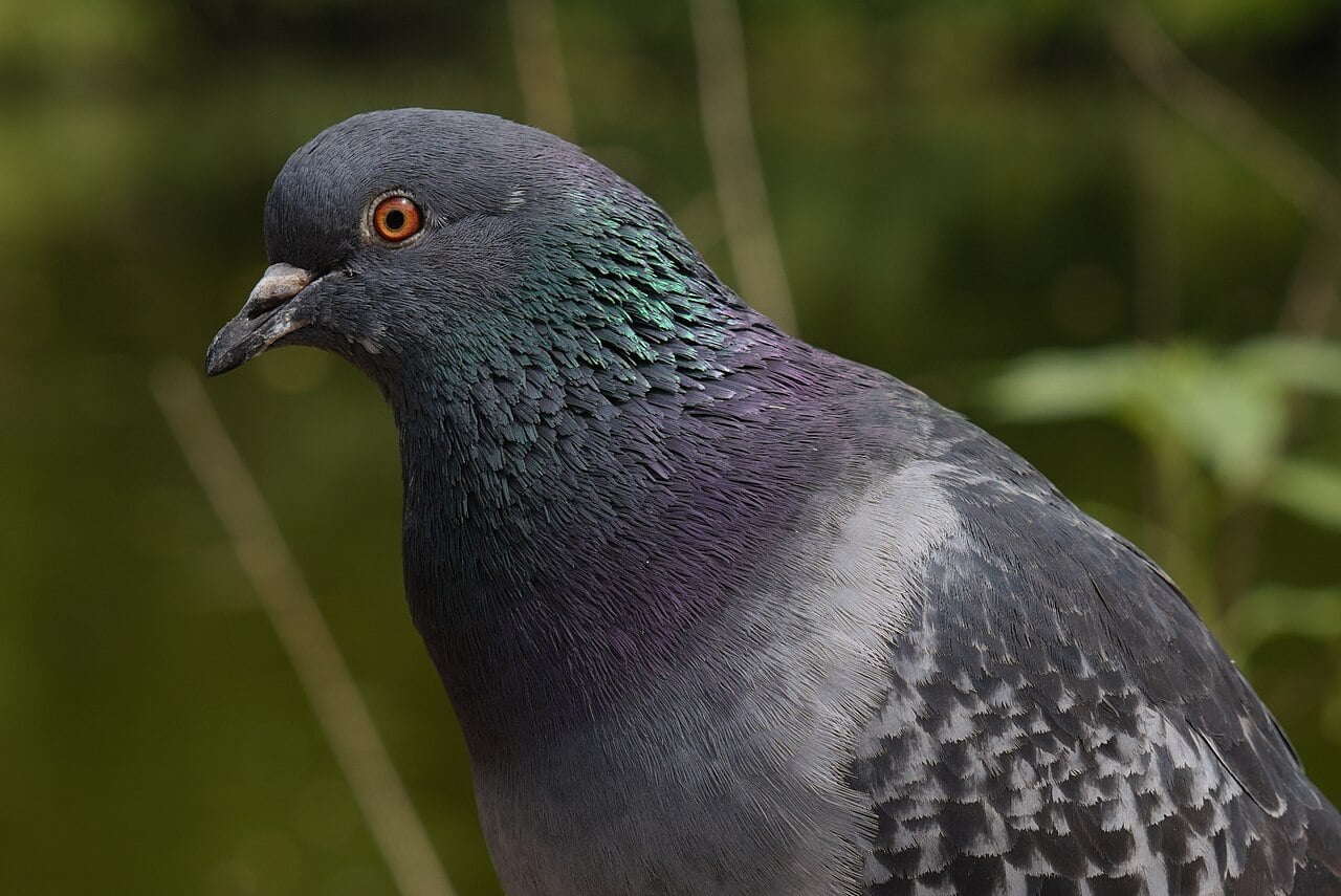 Urban birds flee women sooner than men—and scientists still don’t know why 1 Common pigeon bird closeup