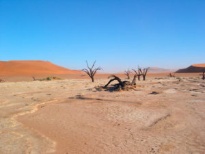 Dead trees in the desert