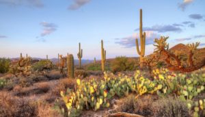 Desert vegetation