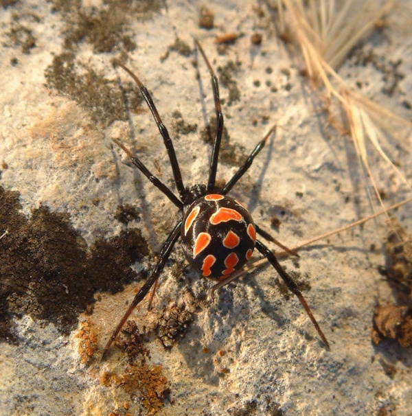 Female black widow spider Eruope Latrodectus tredecimguttatus species