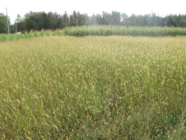 Field of Foxtail grass