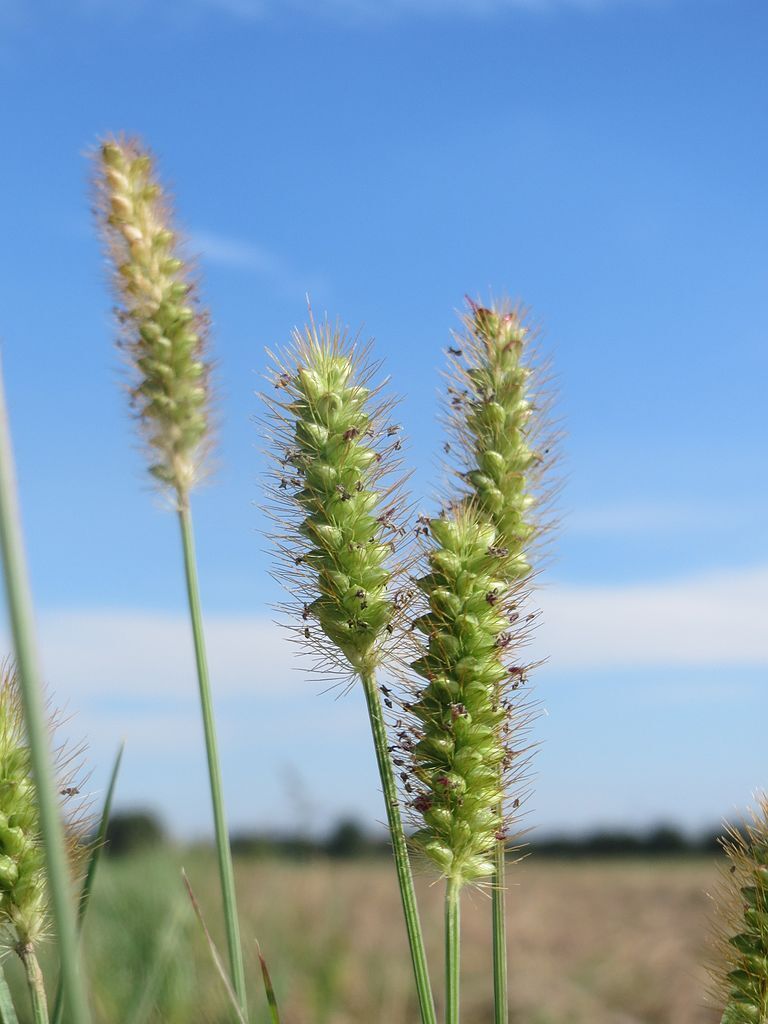 Foxtail Grass - Foxtail Grass Grains Are Edible, With A Bit Of ...