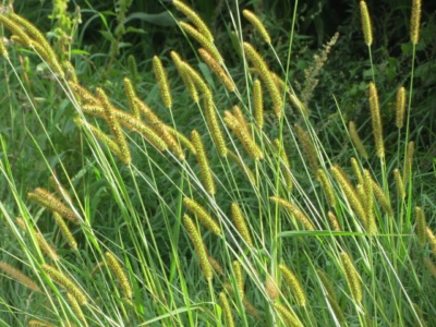 Foxtail grass