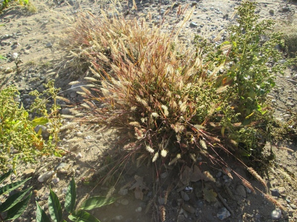 Foxtail grass