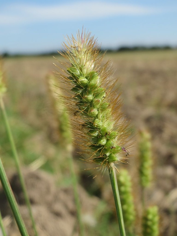 Foxtail grass