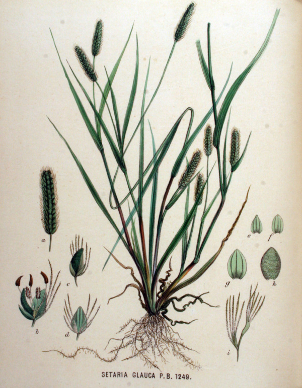 Foxtail grass - Flora Batava of Afbeelding en Beschrijving van Nederlandsche Gevassen, XVI. Deel. (1881)