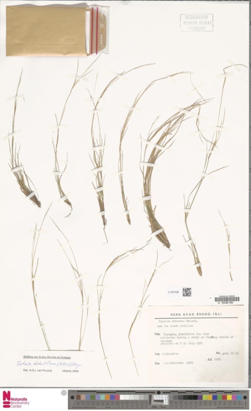 Foxtail grass Herbarium sheet Setaria distantiflora