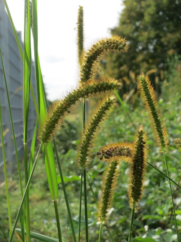 Foxtail grass Rote Borstenhirse (Setaria pumila)