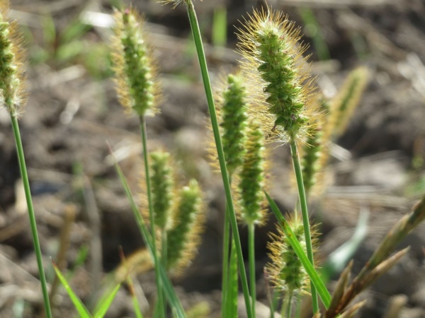 Foxtail grass seedheads