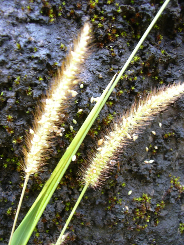 Foxtail grass seedheads Setaria parviflora