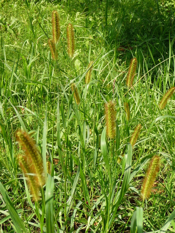 Foxtail grass Setaria glauca auct