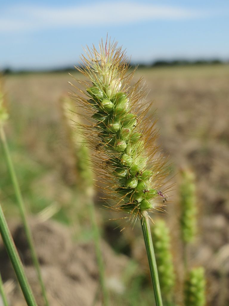 Foxtail Grass - Foxtail Grass Grains Are Edible, With A Bit Of ...