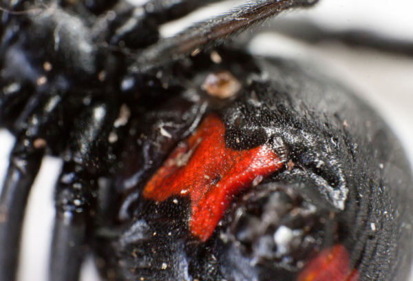 Georgia black widow spider closeup of red hourglass marking