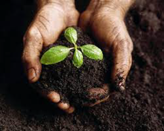 Human hands holding a plant and compost