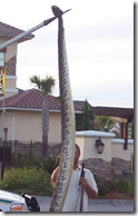 Largest Rattlesnake ever caught was over 15 feet long