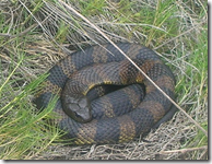 Snake coiled in grass