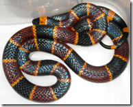 Deadly Coral Snake - red on yellow, you're a dead fellow