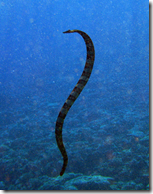 Sea snake