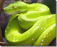 Poisonous Boomslang snake