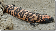 Poisonous Gila Monster lizard
