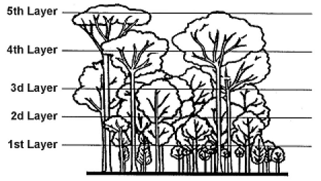 The five layers of vegetation in the jungle