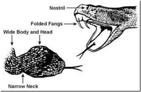Viperidae snake characteristics