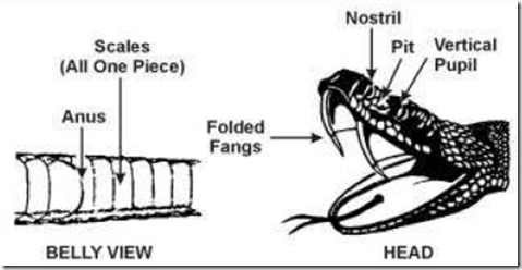 Crotalidae snake characteristics