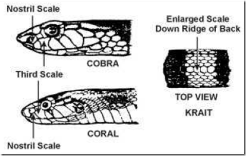 Elapidae snake characteristics