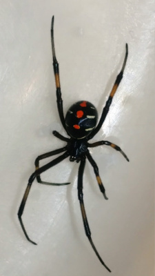 Juvenile Southern Black widow spider (Latrodectus mactans)