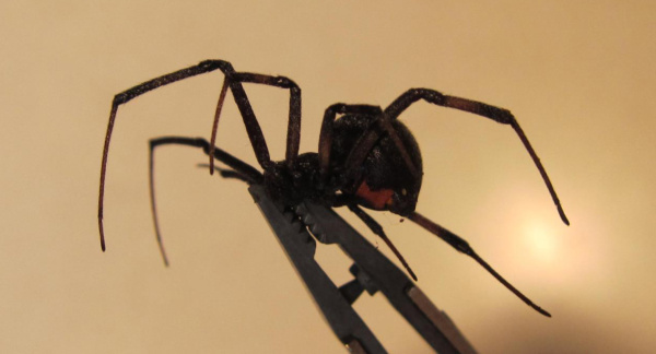 Mature female Latrodectus southern Black Widow spider