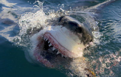 Discovery Channel Shark Week 2023: Air Jaws Final Frontier