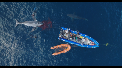 Discovery Channel Shark Week 2023: Belly of the Beast Feeding Frenzy