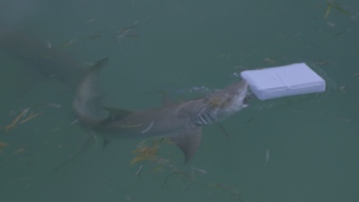 Discovery Channel Shark Week 2023: Cocaine Sharks