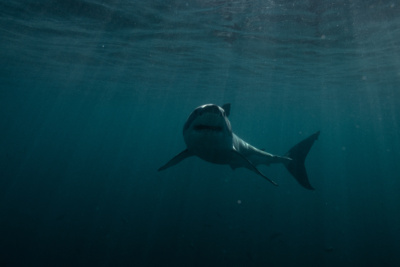 Discovery Channel Shark Week 2023: Jaws in the Shallows