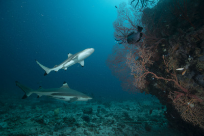 Discovery Channel Shark Week 2023: Tropic Jaws