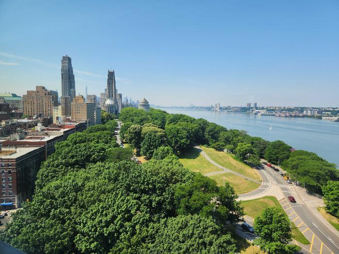 Plant trees to combat climate change, they said. They'll be good for the environment, they said. What could possibly go wrong? 1 Low Res NYC trees