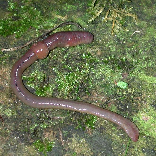Scientists find that magnetic bacteria boost worm lifespan by 43 percent 1 Ringed worm