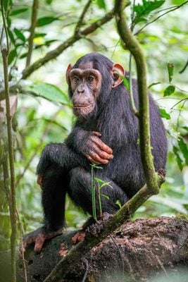 Chimpanzee at Kibale forest National Park
