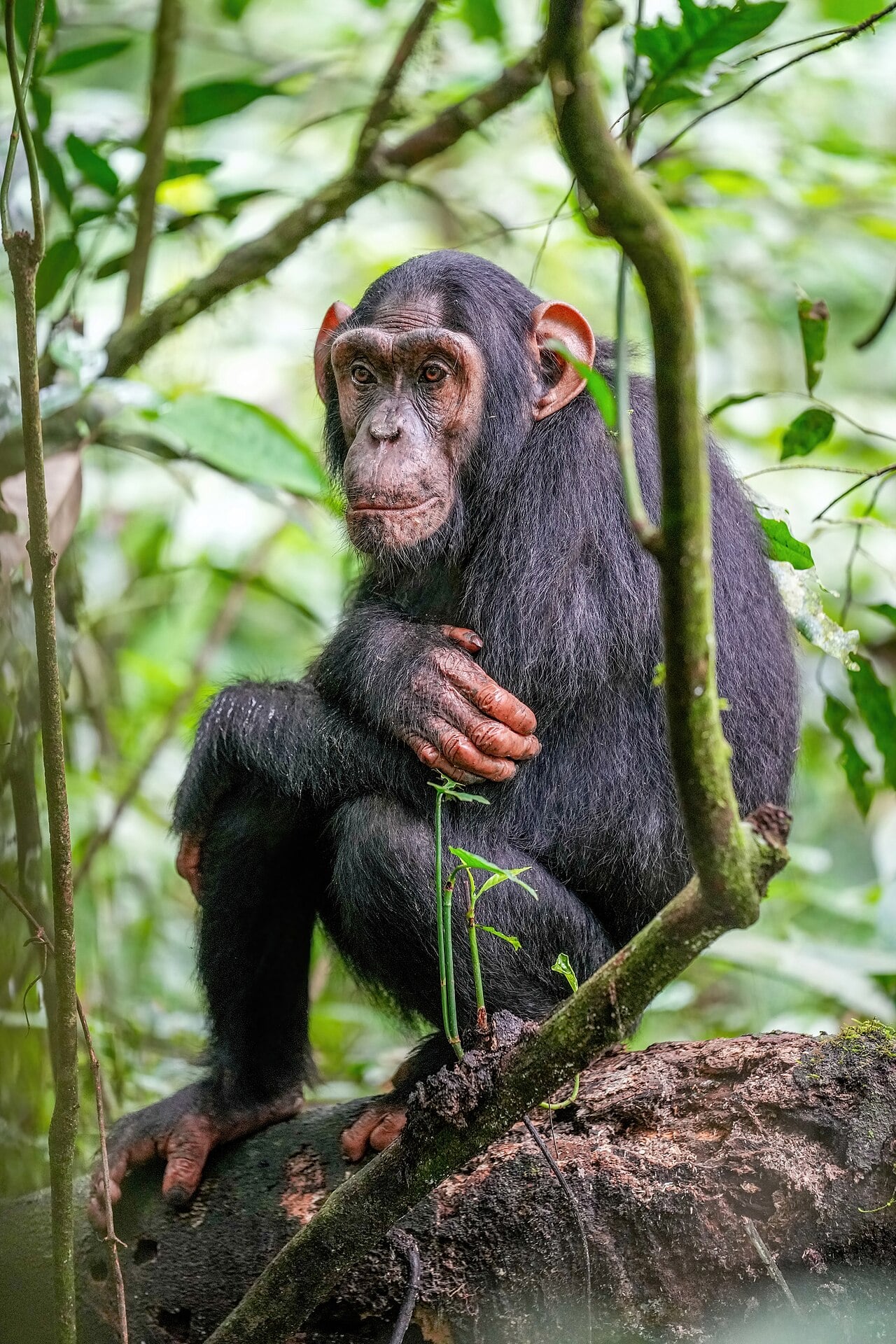 Chimpanzee at Kibale forest National Park